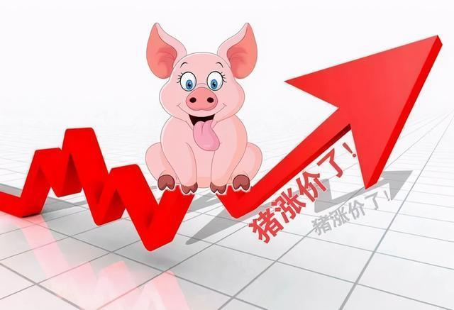 猪价“由跌入涨”，春节前要“破7入8”？